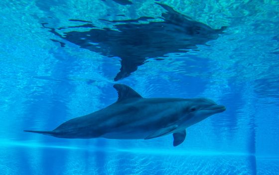 Океанариум Sochi Discovery World Aquarium | Дельфинарии в Адлере