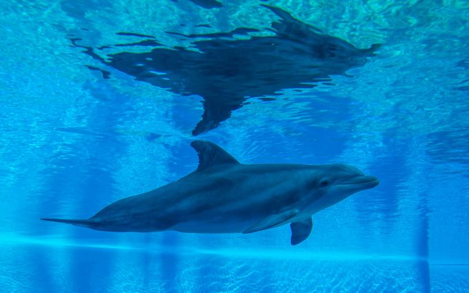 Океанариум Sochi Discovery World Aquarium