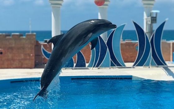 Дельфинарий «Flipper» | Дельфинарии в Севастополе