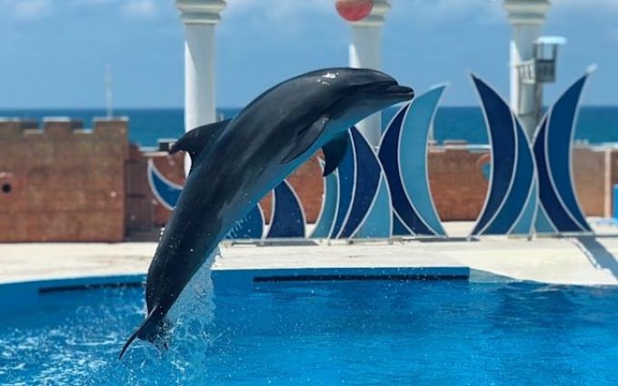 Дельфинарий «Flipper»