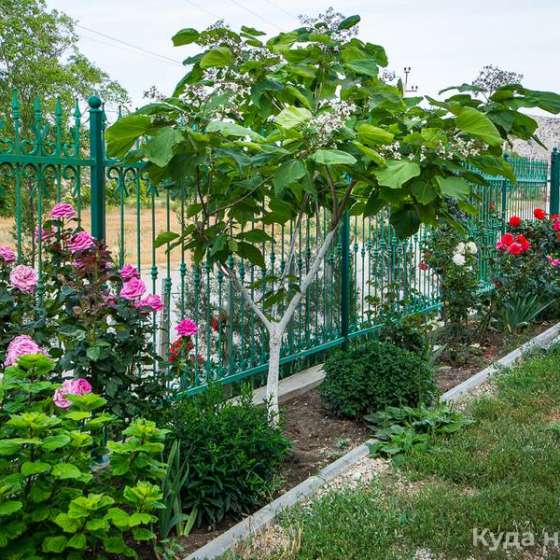 «Мальва»