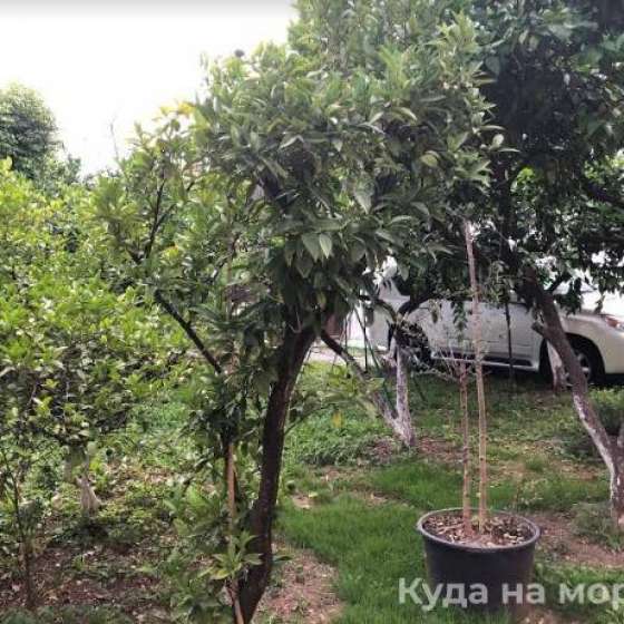 Гостевой дом «Бариния»
