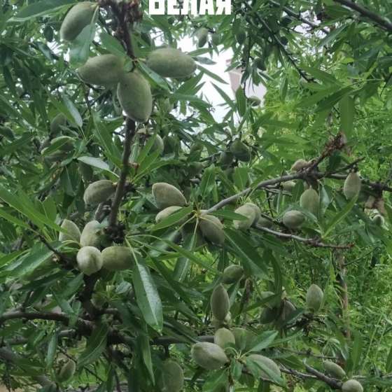 «Белая»