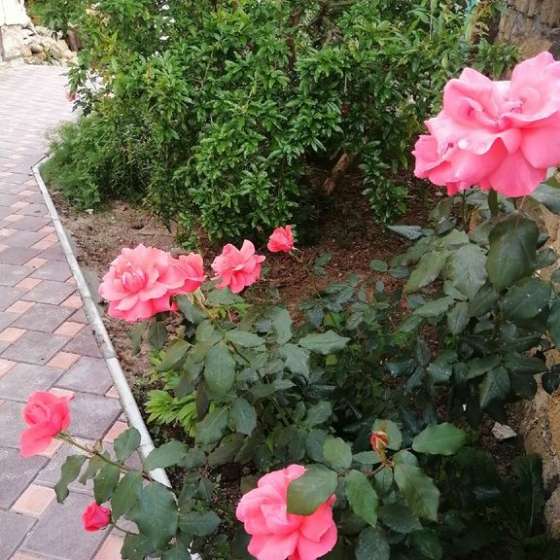 Коттедж