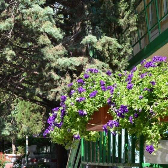 Эко отель  Алые паруса