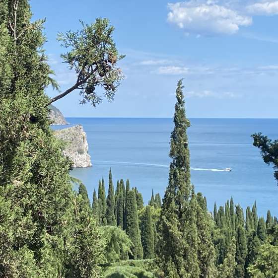 Кипарис