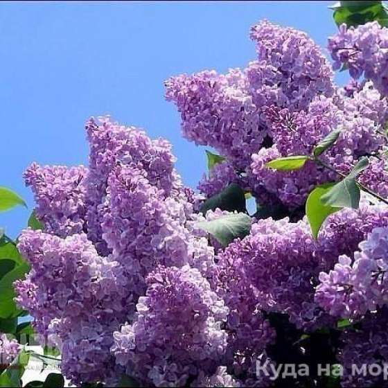 «Солнечный»
