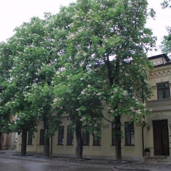 Отель Княжна Мери
