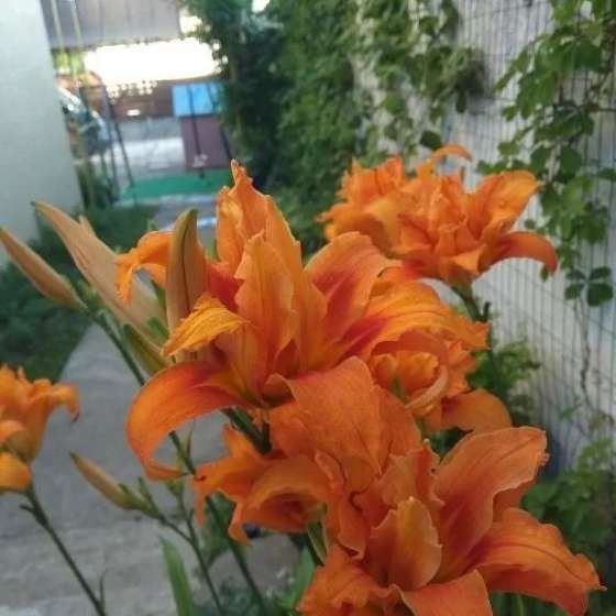«Элефант»