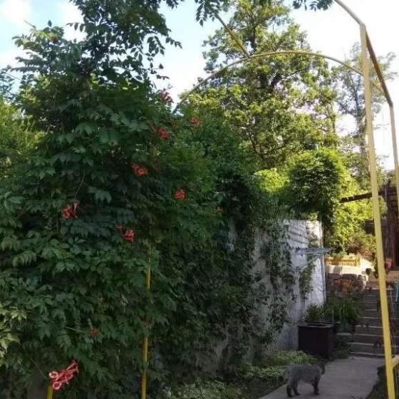 «Элефант»