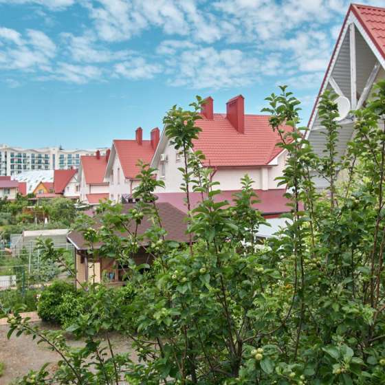 Маргарита на Общинной