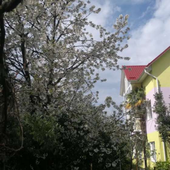 «Фиалка на Лескова»