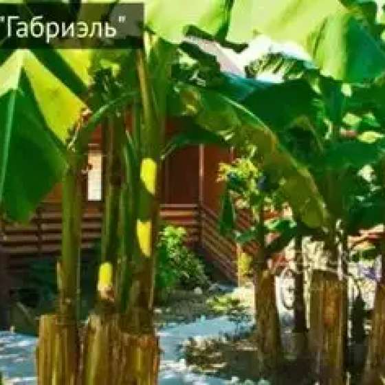 Гостевой дом «Габриэль»