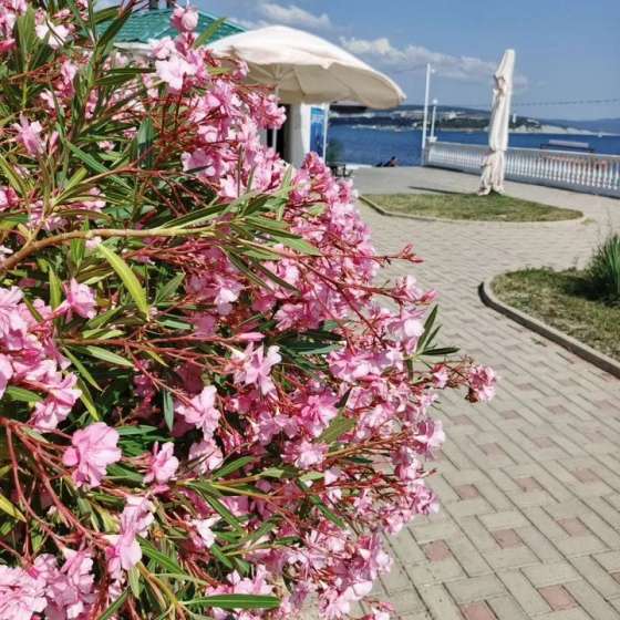 Тaунxaуc у моря