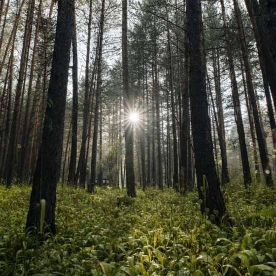 Хвоя Парк
