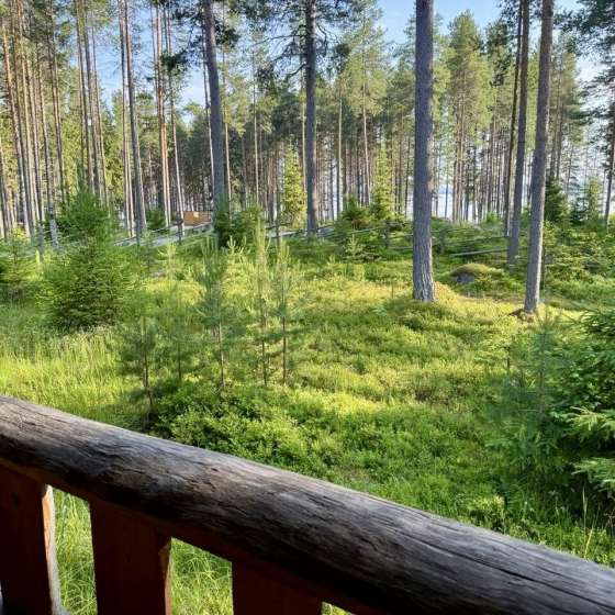 Медвежка в Карелии